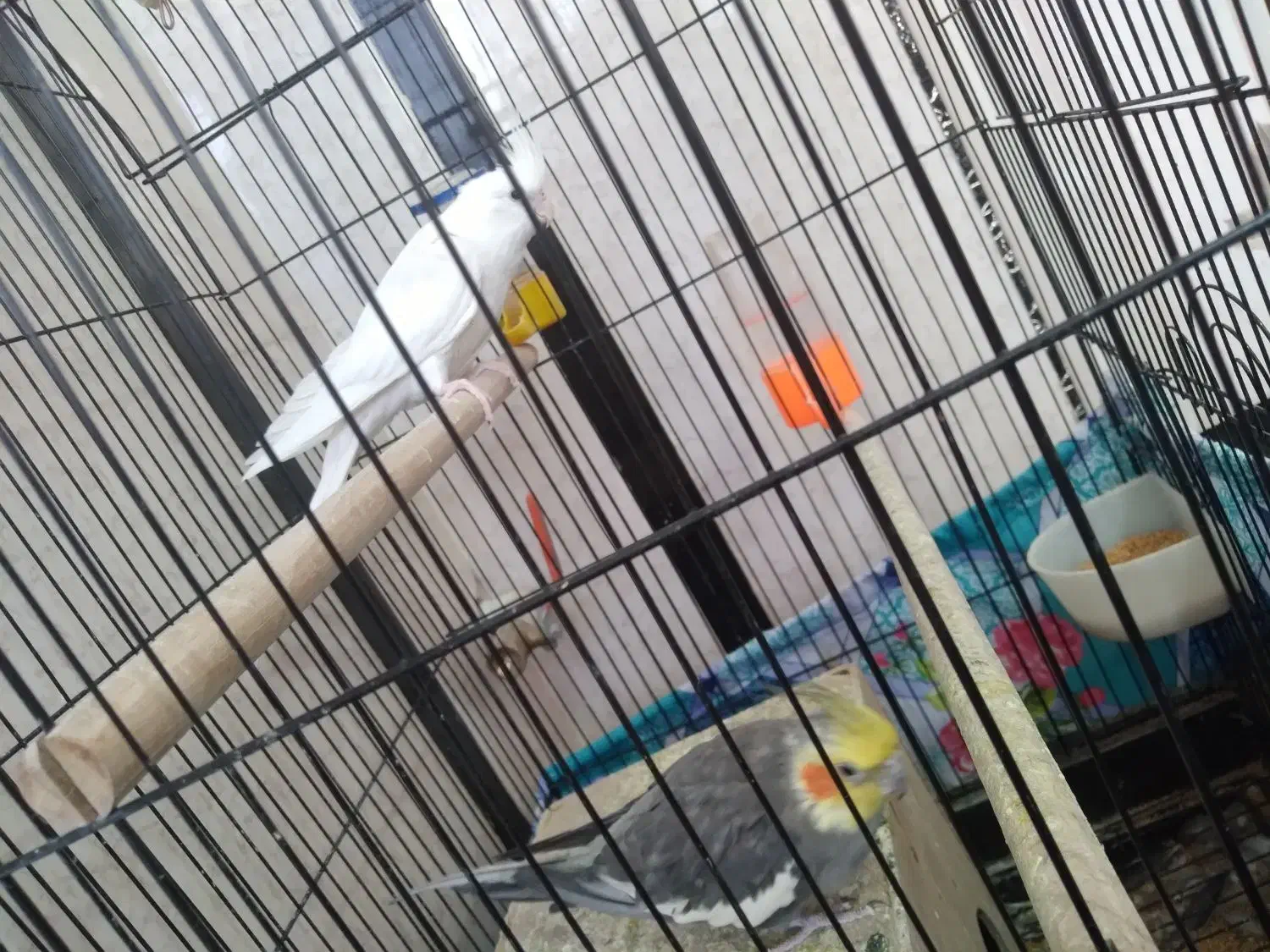 نرو‌ماده‌عروس‌ضمانت‌تخم‌و‌جوجه‌با‌تمام‌وسایل‌وقفس|پرنده|کرباسک, |دیوار