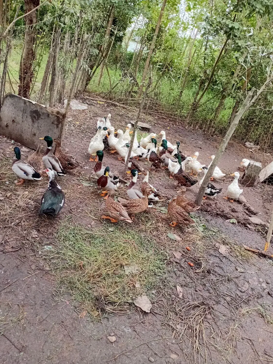 اردک و مرغ محلی،همه دورگ گوشتی|حیوانات مزرعه|رشت, کوی عرفان|دیوار