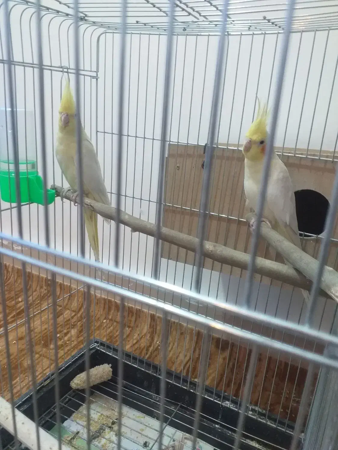 عروس هلندی بشرط نطفه|پرنده|سوسنگرد, |دیوار