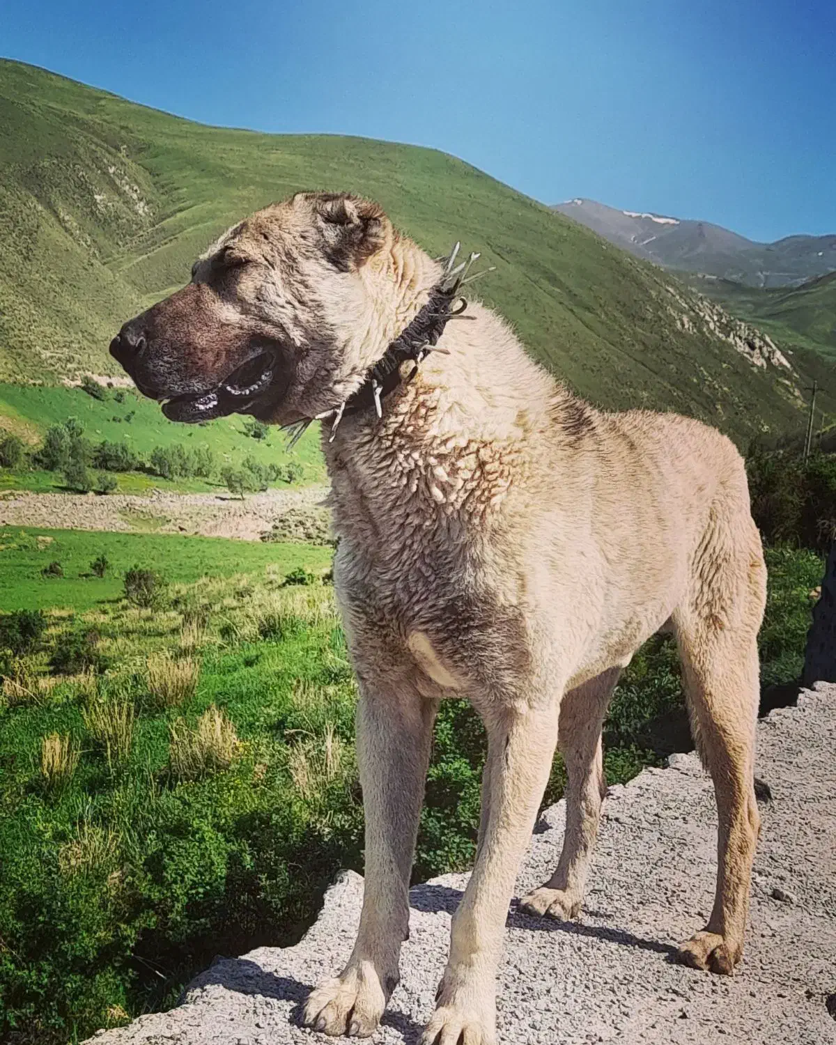 سگ سرابی|سگ|سراب, |دیوار