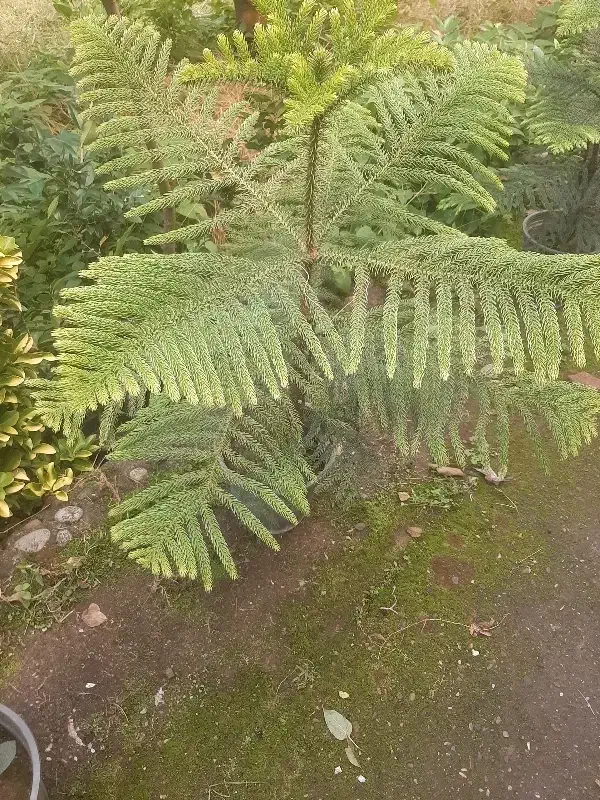 فروش کاج مطبق زیبا با قیمت ارزان|گل و گیاه طبیعی|رودسر, |دیوار