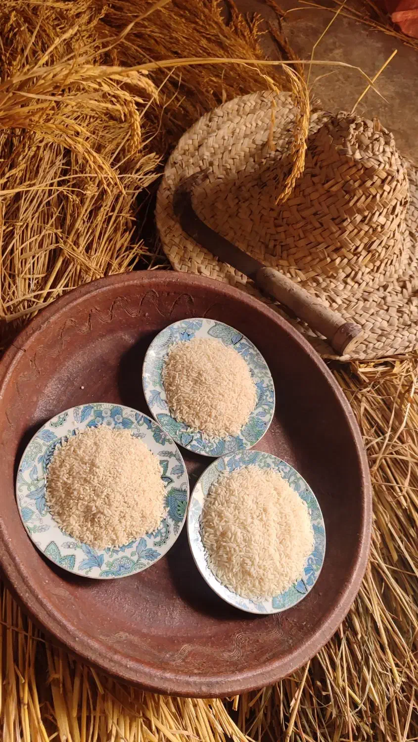 برنج درشت،سرلاشه و نیم دانه هاشمی مستقیم از کشاورز|خوردنی و آشامیدنی|رشت, آزادگان|دیوار