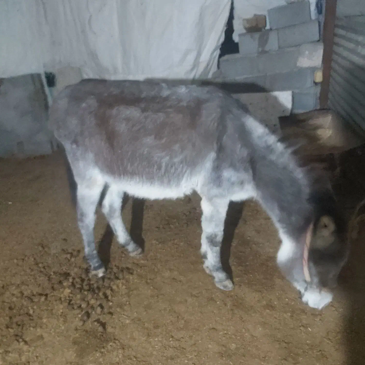 خرنر|حیوانات مزرعه|گرمخان, |دیوار