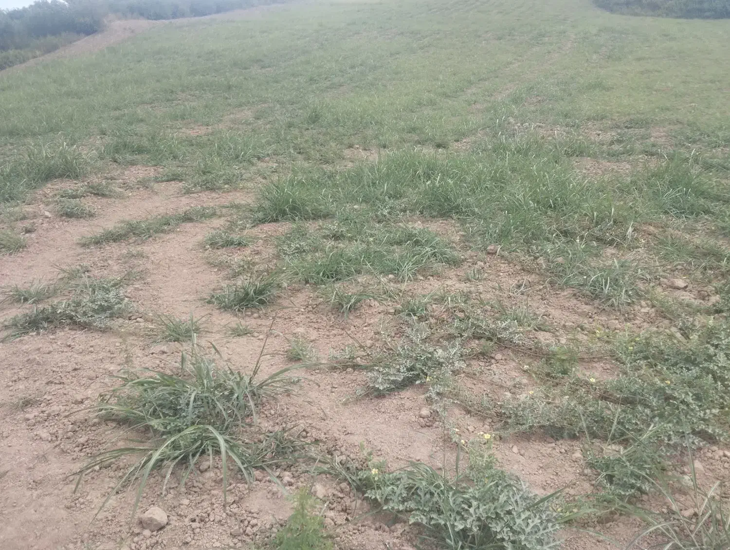 زمین اجاره دیم 4هکتار|فروش دفتر صنعتی، کشاورزی، تجاری|صادق آباد, |دیوار