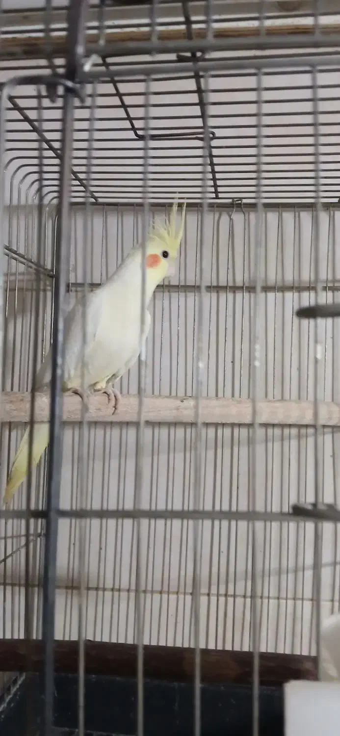 طوطی عروس مولد|پرنده|نظرآباد, رسالت|دیوار