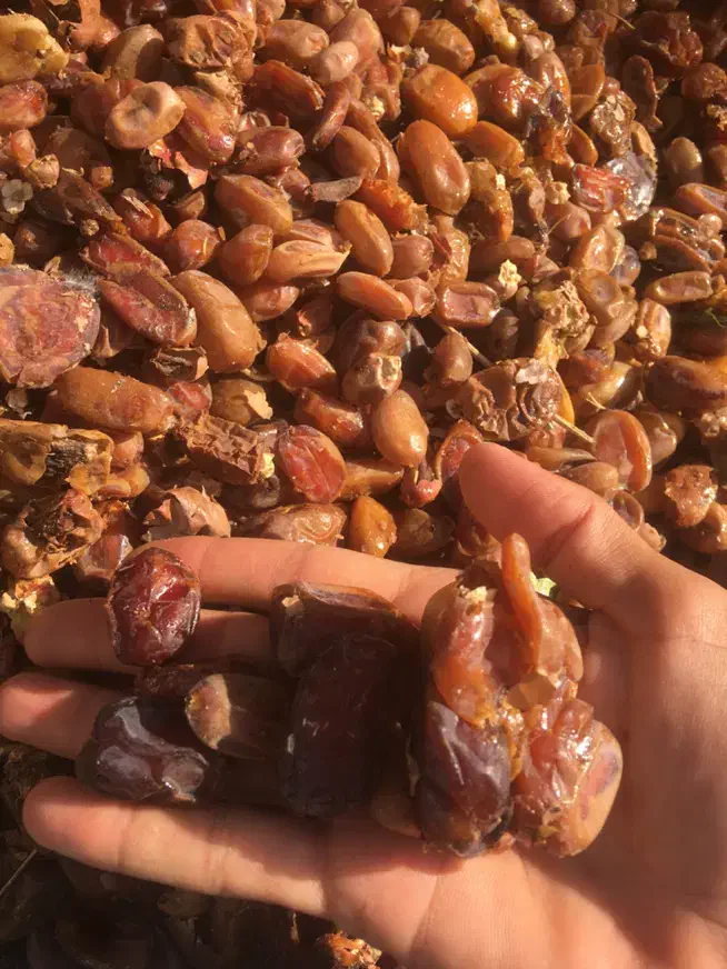 زایعات خرما کبکاب و شاهانی|خوردنی و آشامیدنی|زرین دشت (فارس), |دیوار