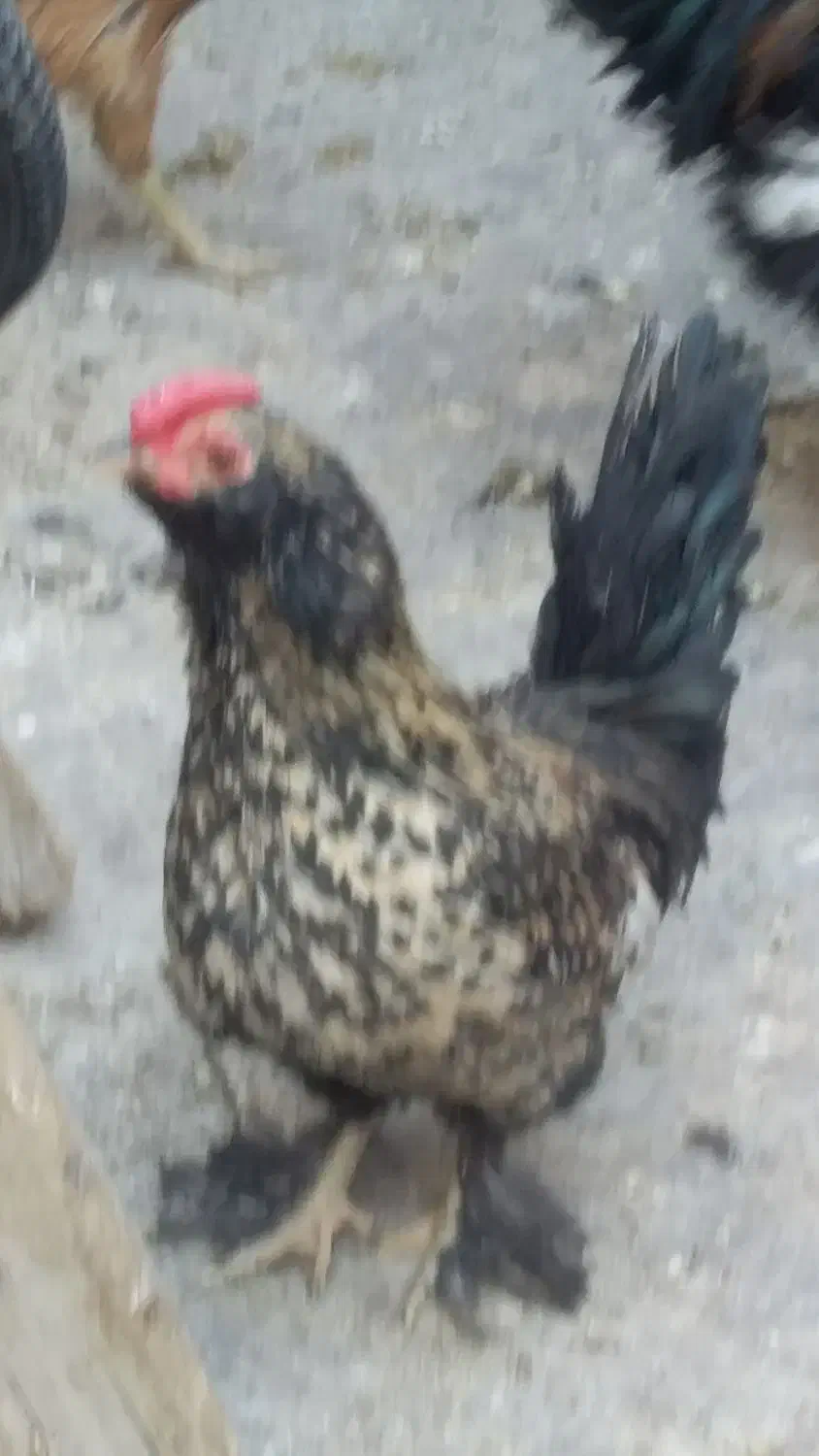 مرغ وخروس چینی وبلژیکی|حیوانات مزرعه|قم, نخودی|دیوار