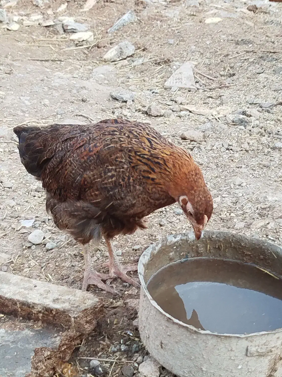 مرغ|حیوانات مزرعه|کوهنانی, |دیوار