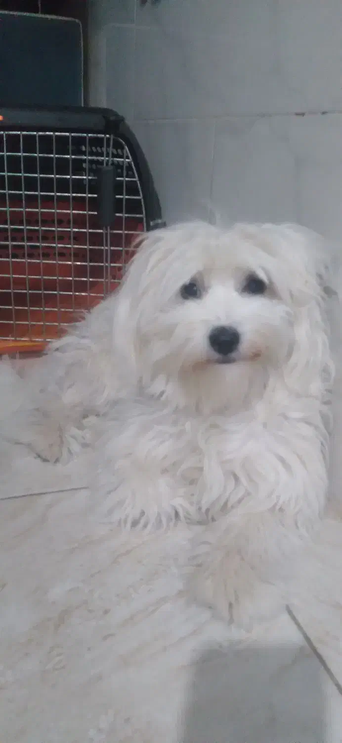 سگ شیتزو|سگ|ماهدشت, |دیوار