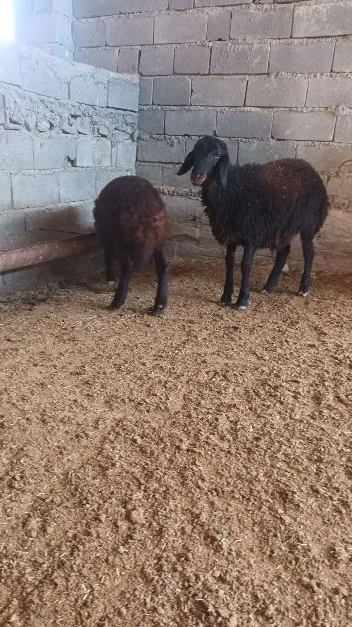 قوچ قره قزل افشاری و چندتابره قوچ همو چند قلوزا|حیوانات مزرعه|شیروان (خراسان), |دیوار