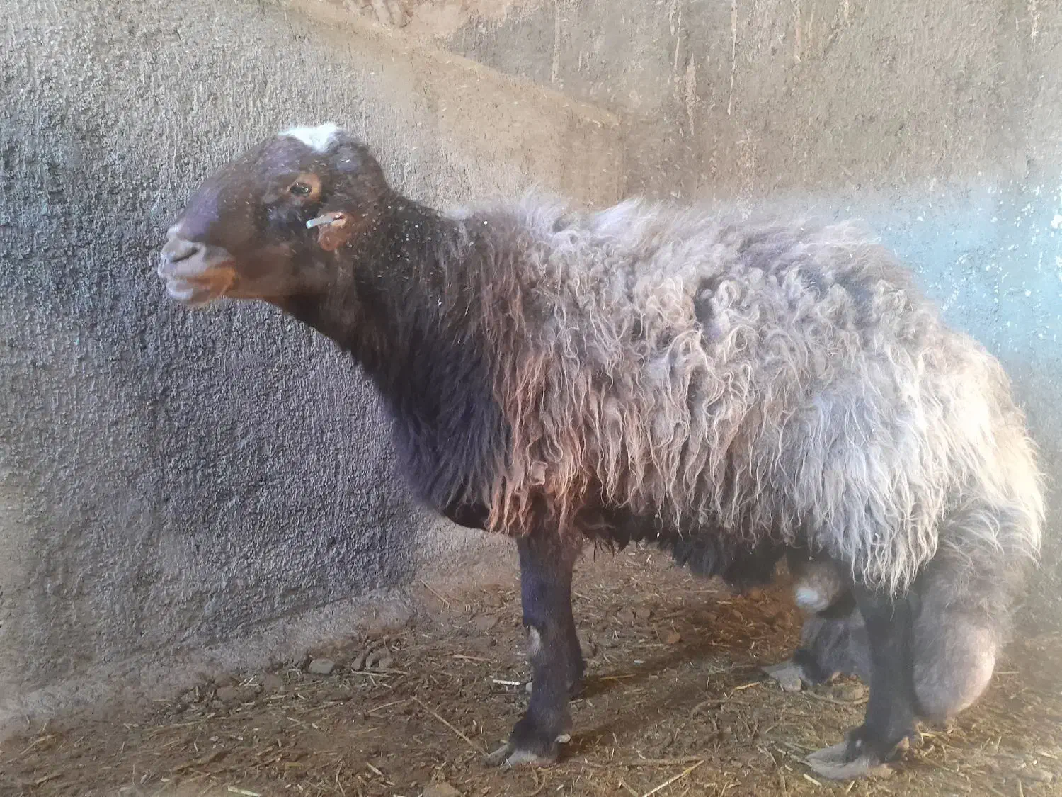 همو قوچ|حیوانات مزرعه|طاغنکوه, |دیوار