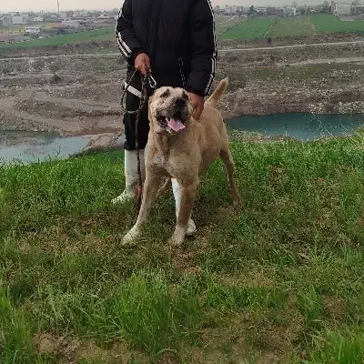 سگ سرابی|سگ|فاضل آباد, |دیوار