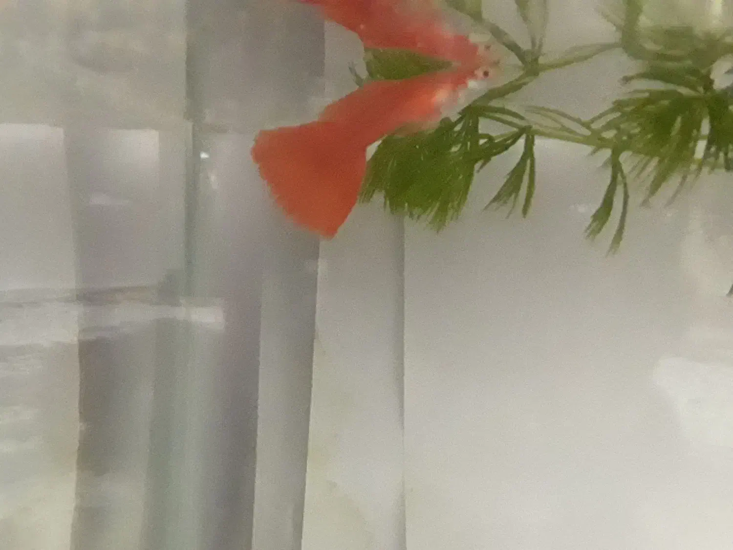 یک عدد گوپی فول رد نر|ماهی|اردبیل, |دیوار