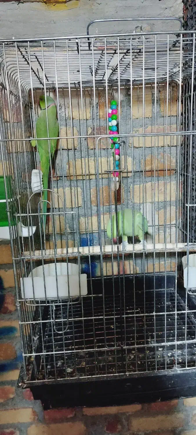 فروشی|پرنده|اشنویه, |دیوار