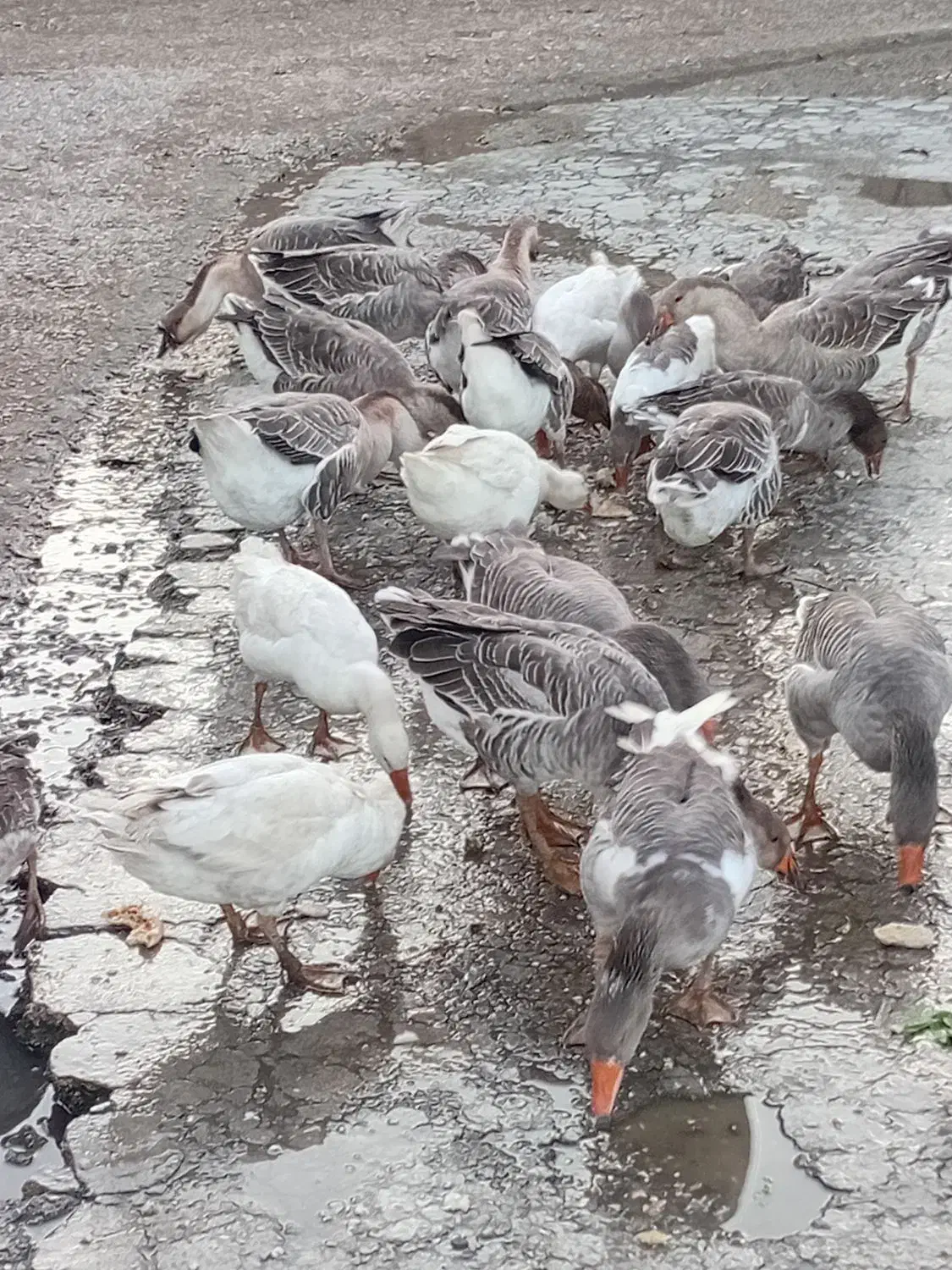 غاز و قوغاز چاق پرواری . مخصوص کشتار|حیوانات مزرعه|آزادشهر, |دیوار