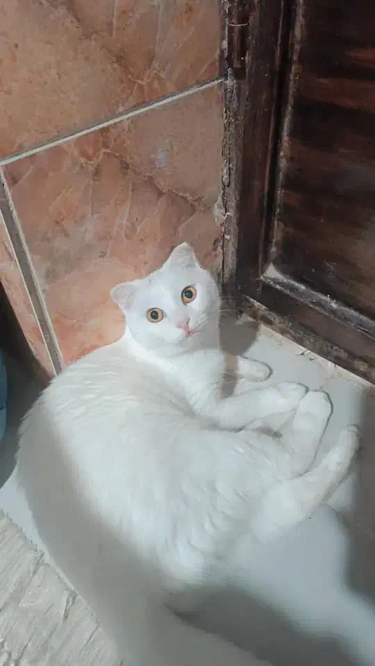 گربه اسکاتیش|گربه|بندرعباس, |دیوار