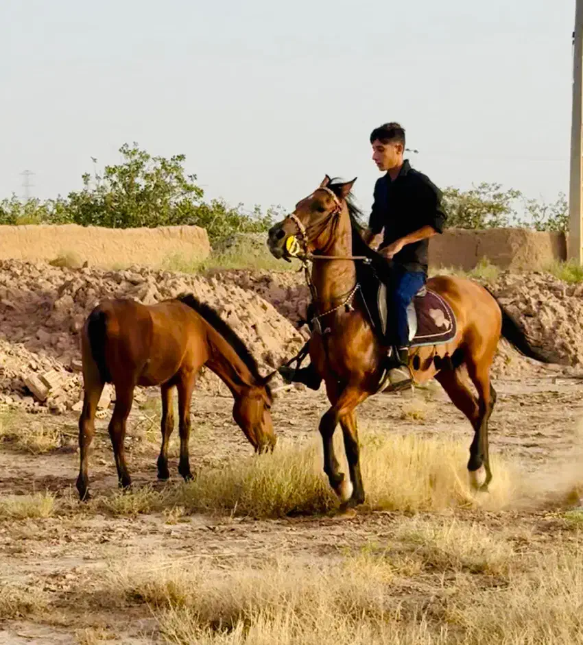 مادیون با کره|اسب و تجهیزات اسبسواری|رفسنجان, |دیوار