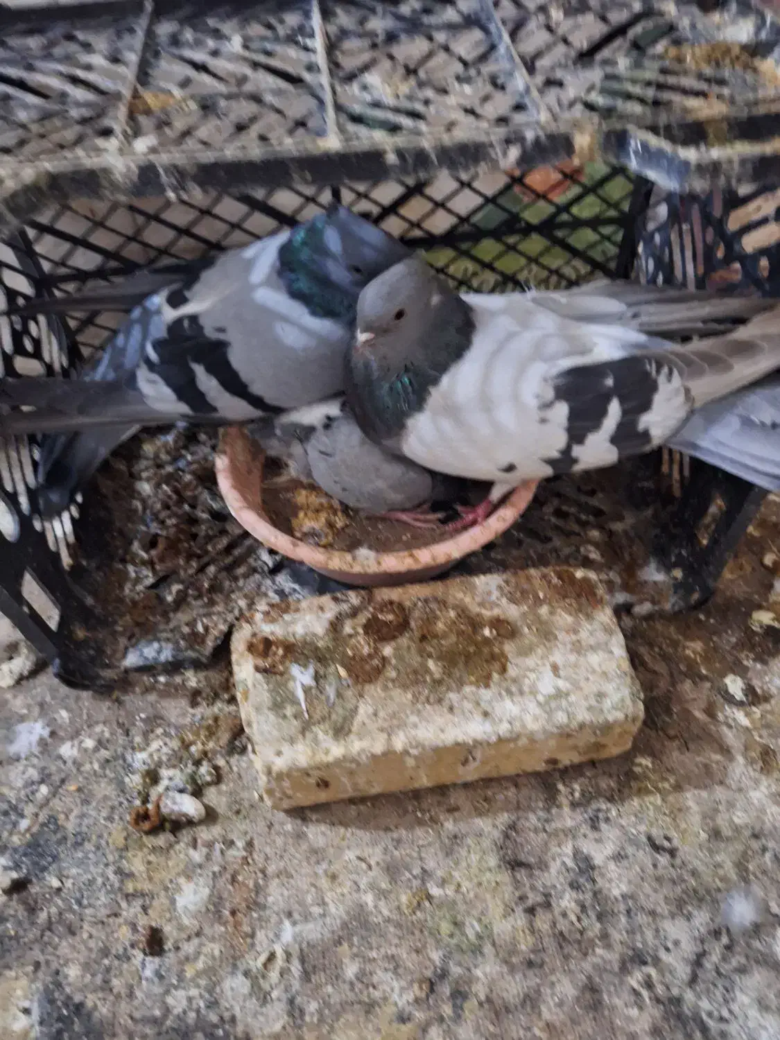 نروماده سبز کاغذی باجوجه بهشرط|پرنده|پیر بکران, |دیوار