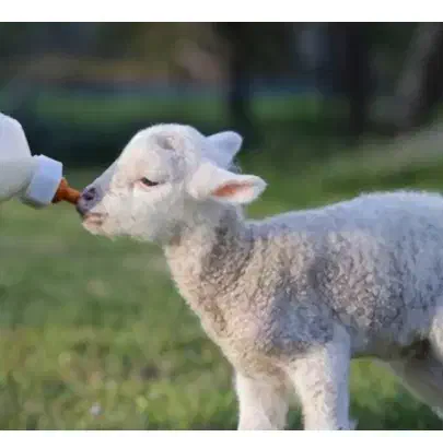 گوسفند|حیوانات مزرعه|ضیاء آباد, |دیوار