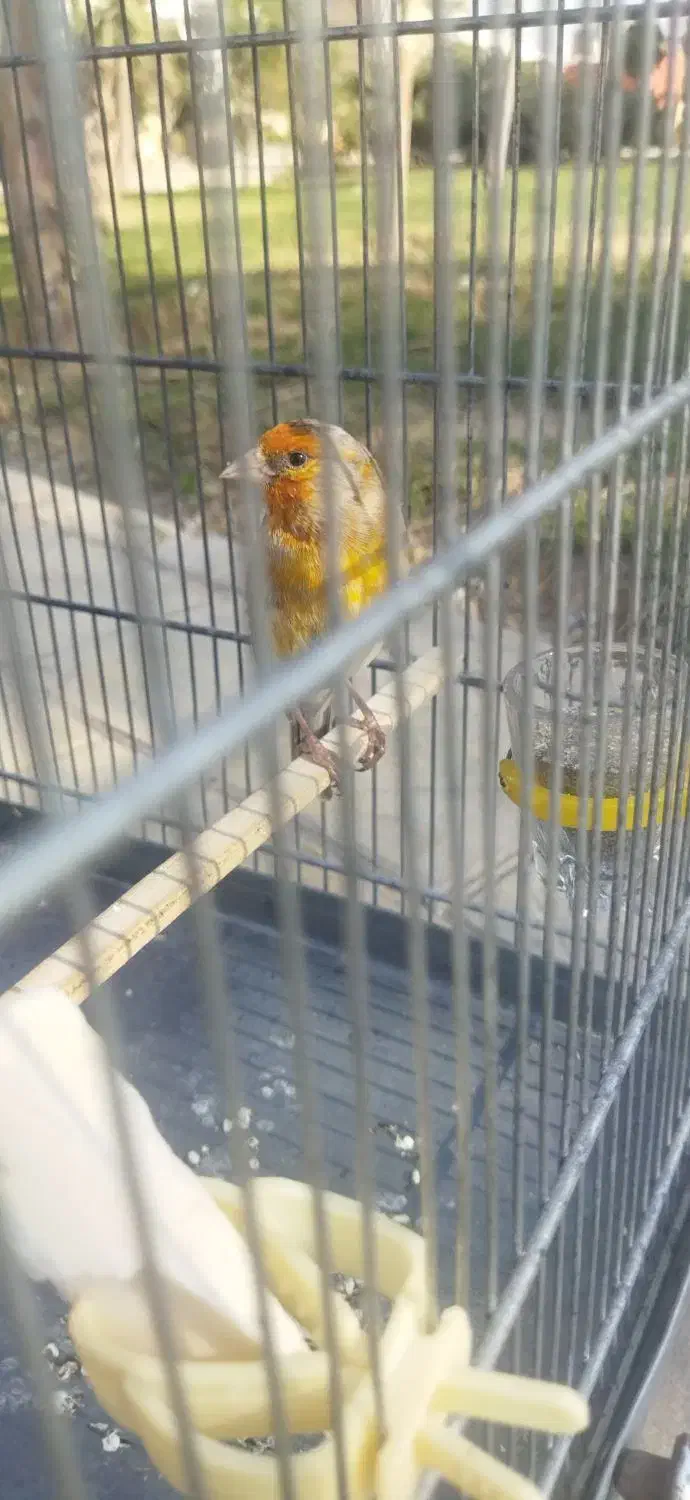 سهره قناری|پرنده|صباشهر, |دیوار