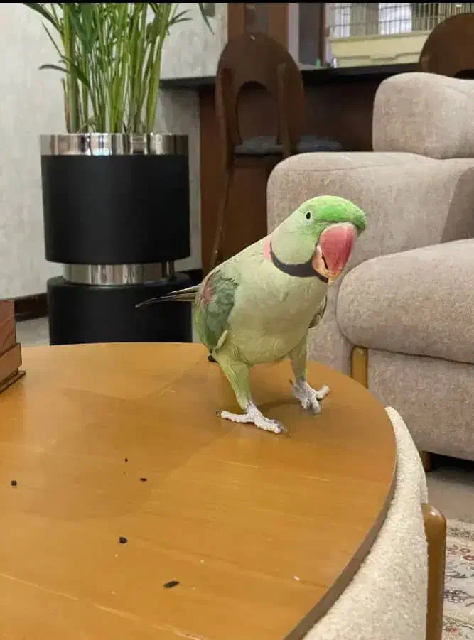 کشور پرندگان ملنگو راهب گیرینچیک برزیلی خورشیدی|پرنده|تهران, گلستان (شهرک راه آهن)|دیوار