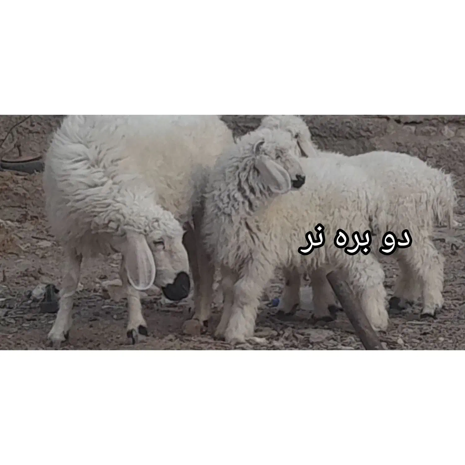 بره نر و ماده چهار عدد|حیوانات مزرعه|زابل, |دیوار