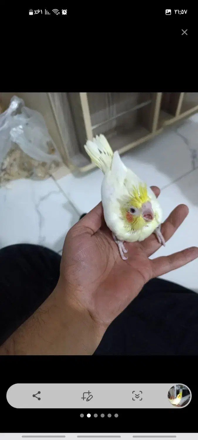 عروس لوتینو|پرنده|رباط‌کریم, رباط‌کریم|دیوار