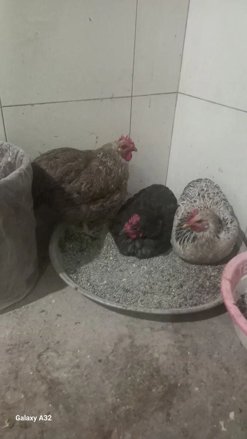 فروش مرغ خانگی|حیوانات مزرعه|پاکدشت, پاکدشت (مامازند)|دیوار