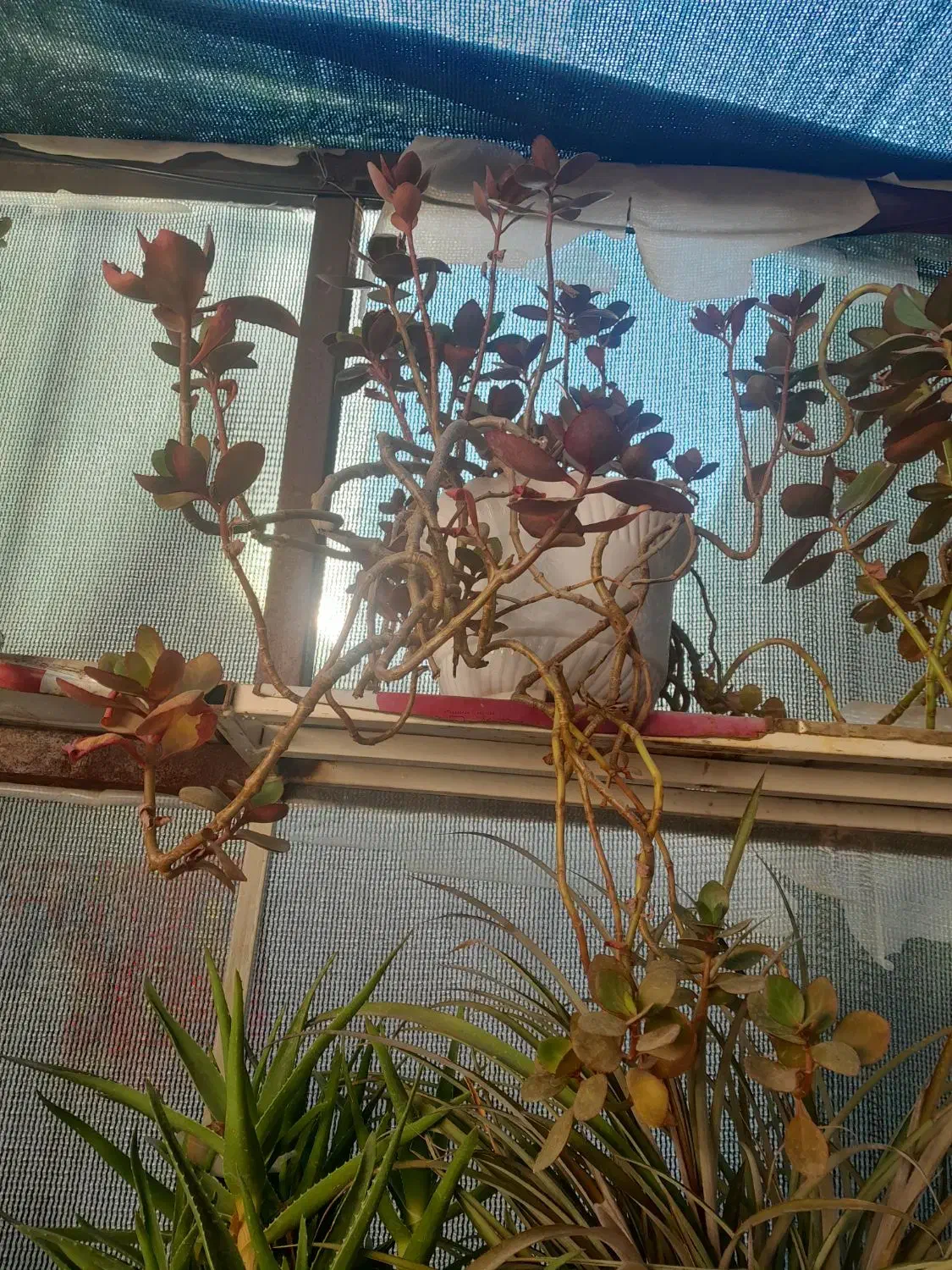 حراج حراج انواع گل|گل و گیاه طبیعی|شاهرود, |دیوار