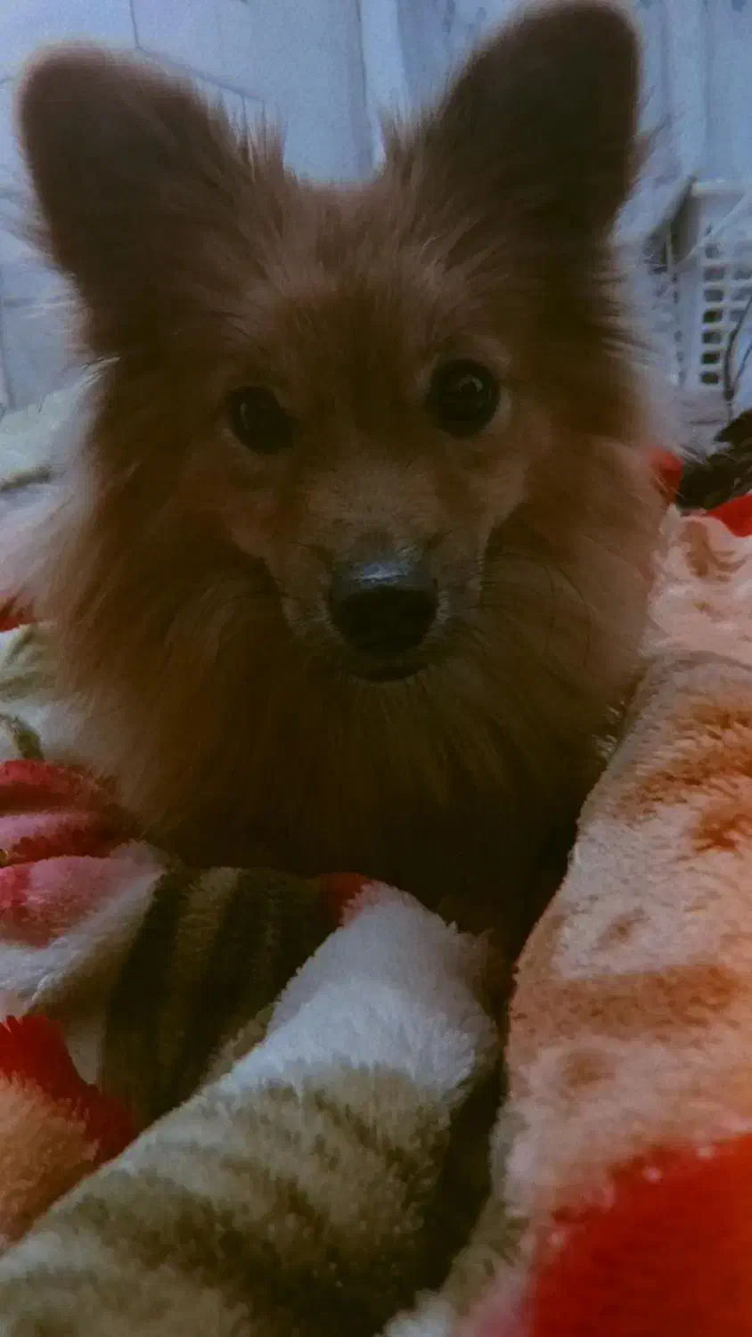 سگ پامر اشپیتز|سگ|قم, باسکول|دیوار