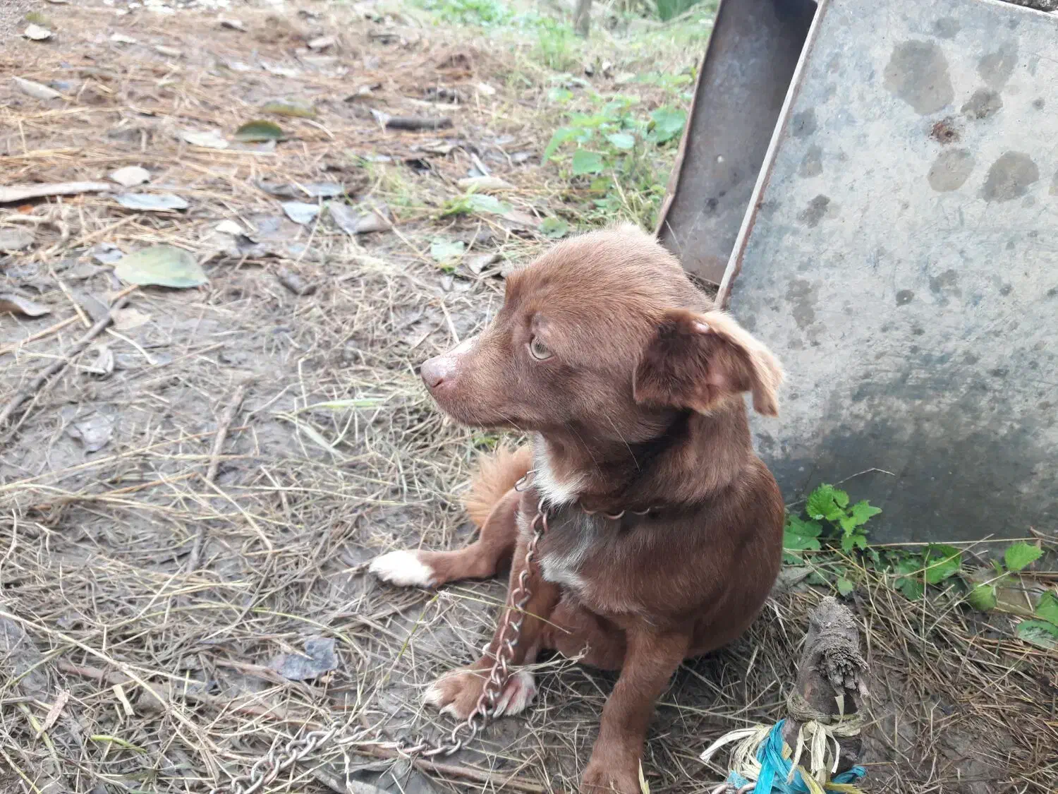 سگ پاکوتاه گیرنده و حرف گوش کن نژاد چی واوا|سگ|تنکابن, |دیوار