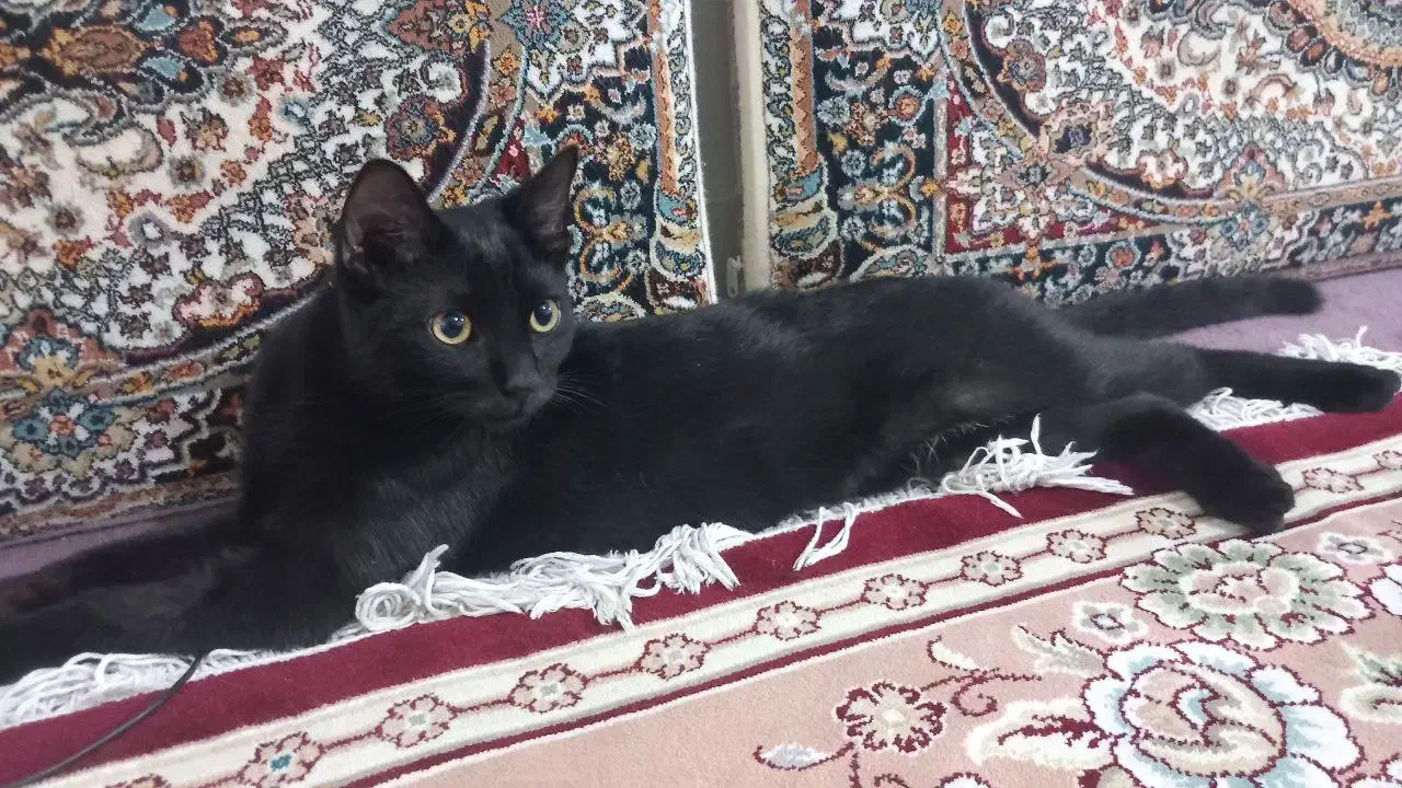 گربه گمشده|حیوانات|اقبالیه, |دیوار