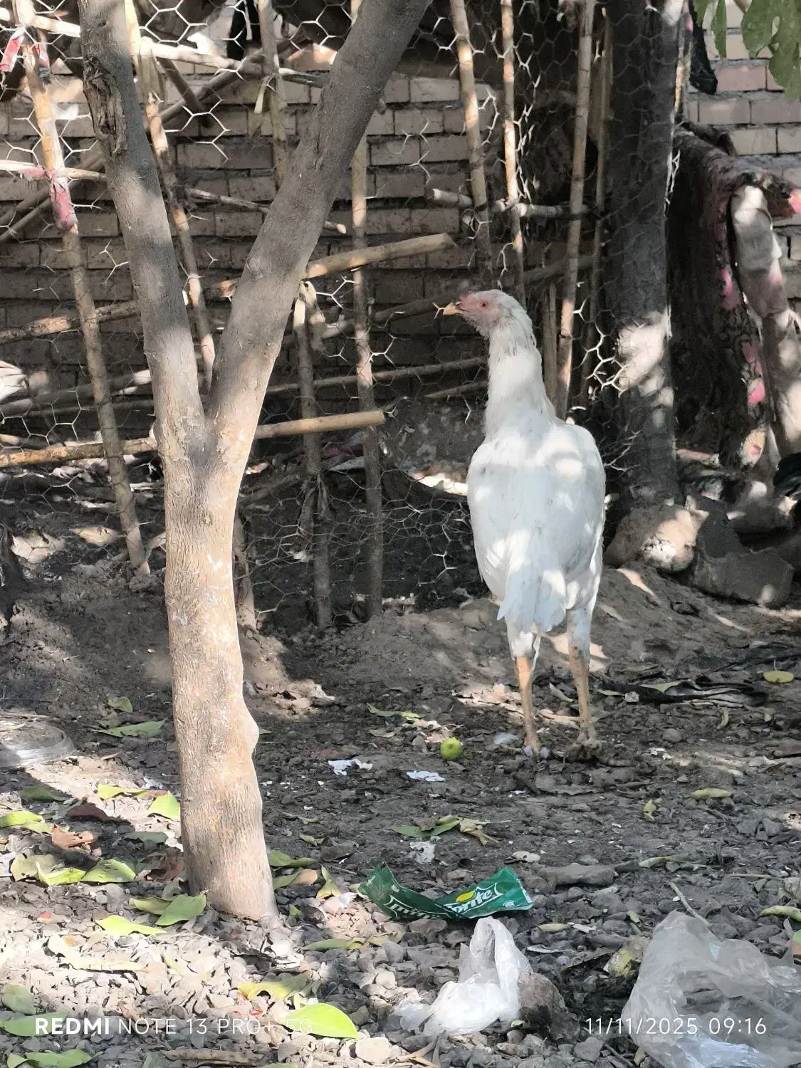 خروس و جوجه خروس لاری|حیوانات مزرعه|خان ببین, |دیوار