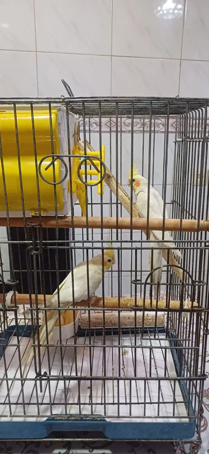 فروش یک جفت طوطی عروس بالغ  نر و ماده|پرنده|بهبهان, |دیوار