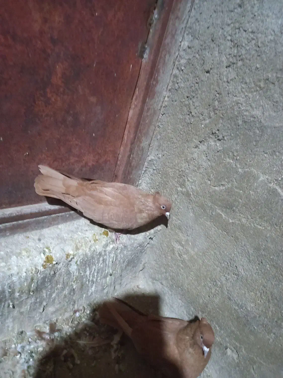 زرد|پرنده|بروجرد, |دیوار