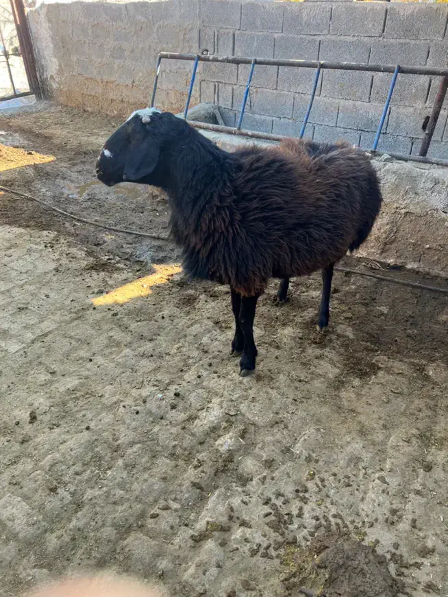 قوچ افغانی دورگ‌|حیوانات مزرعه|شیراز, اکبر آباد|دیوار