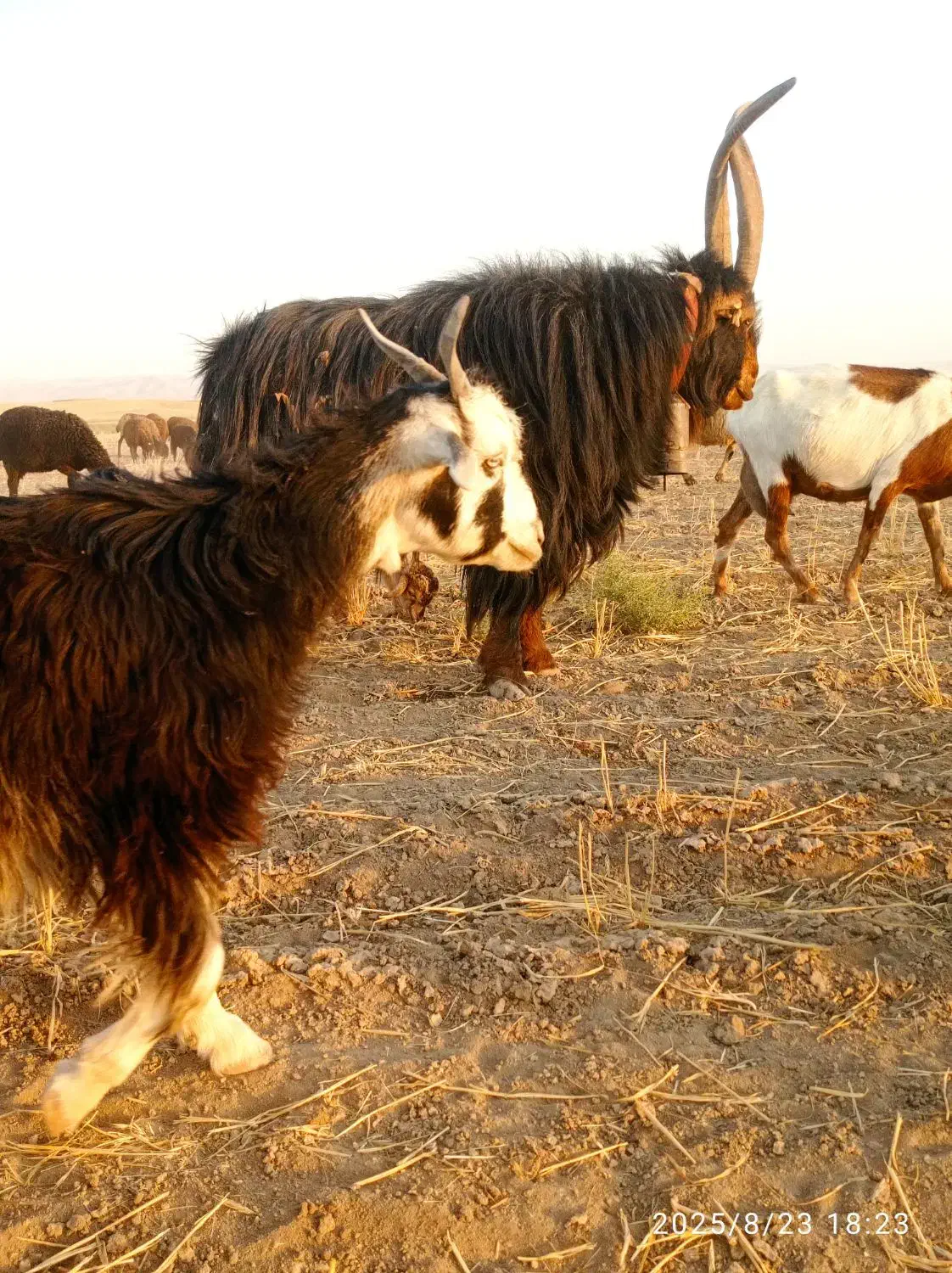 نر بز دوبور جلورو تخم دار|حیوانات مزرعه|فامنین, |دیوار