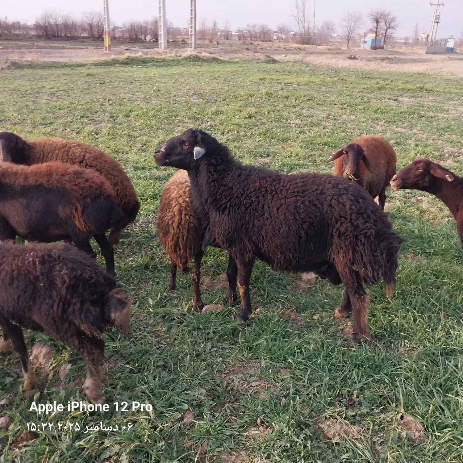 قوچ|حیوانات مزرعه|فامنین, |دیوار