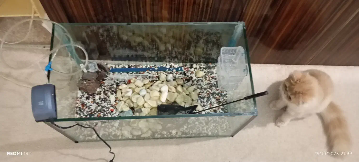 آکواریوم|ماهی|تهران, مسعودیه|دیوار