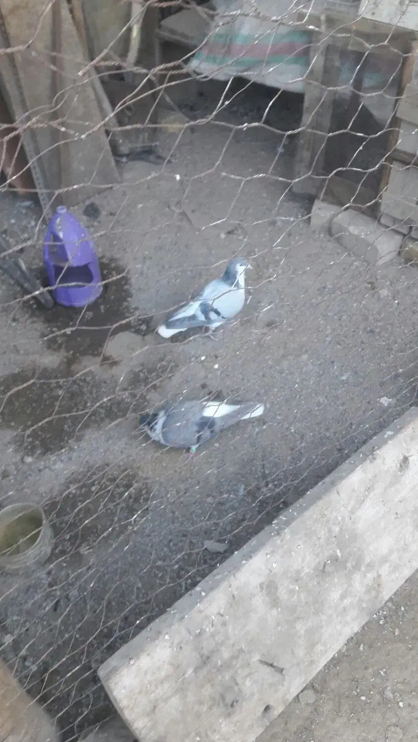 ساده امری ساده با سده افغانی کاکلی  جوجه ساده زرد|پرنده|سبزوار, قصبه شرقی|دیوار