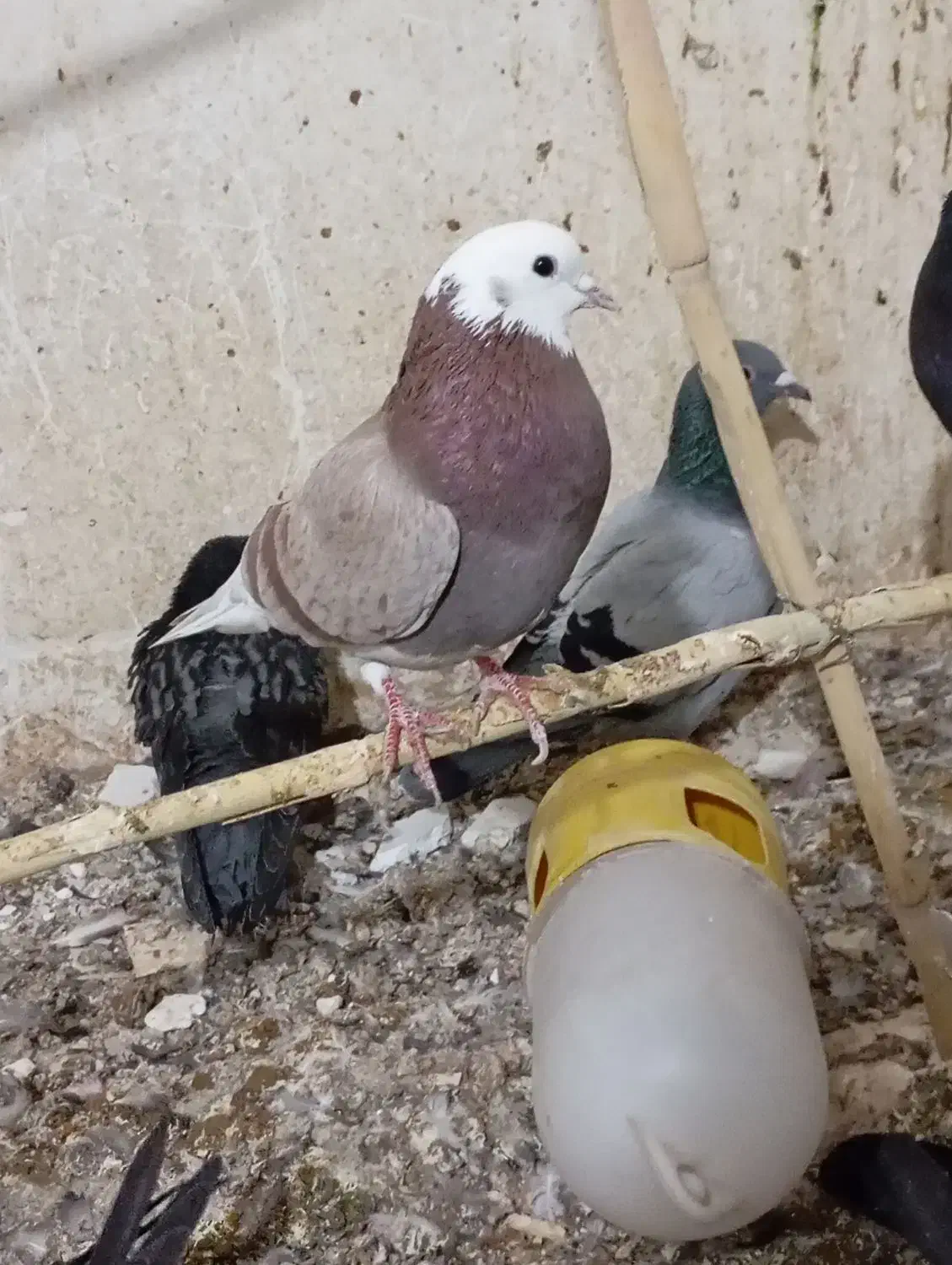 کفتر پرشی با کفتر مشهدی|پرنده|سمنان, |دیوار