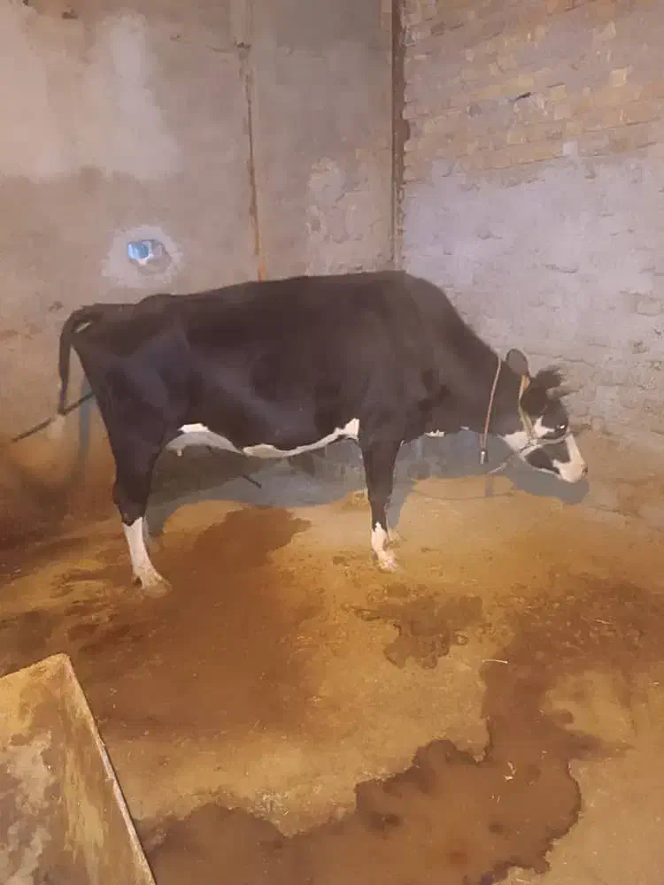 گاو جوان|حیوانات مزرعه|بیرانوند, |دیوار