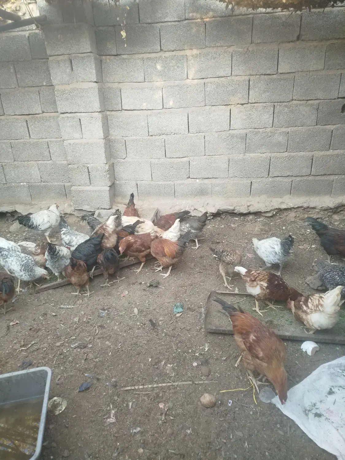 خروس محلی|حیوانات مزرعه|ماهان, |دیوار