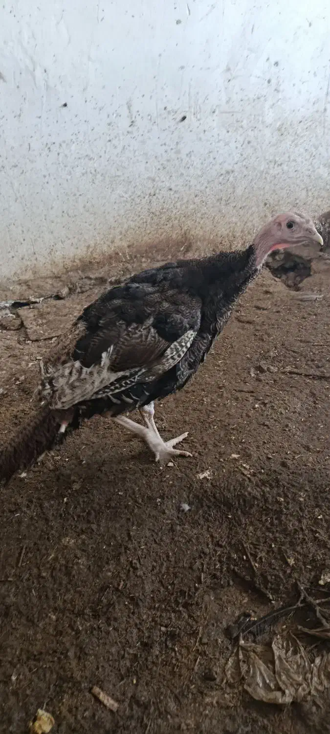 بوقلمون نر|حیوانات مزرعه|مشگین شهر, |دیوار