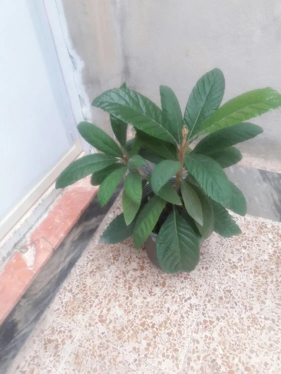 درخت ازگیل|گل و گیاه طبیعی|بیرانوند, |دیوار