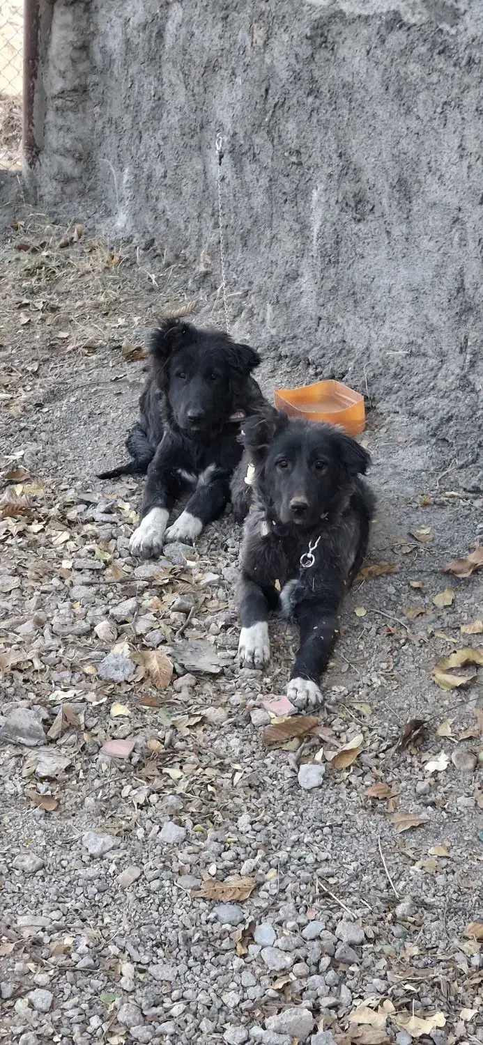 گم شده|سگ|فریدونشهر, |دیوار