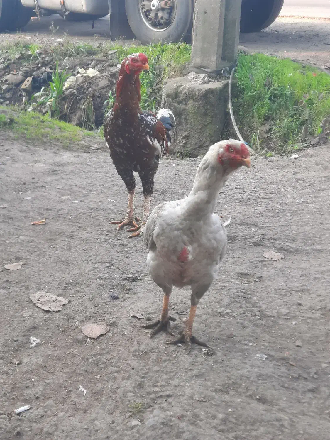 فروش فوری مرغ لاری به همراه ۲عدد جوجه خروس ۷ماهه|حیوانات مزرعه|سنگر, |دیوار