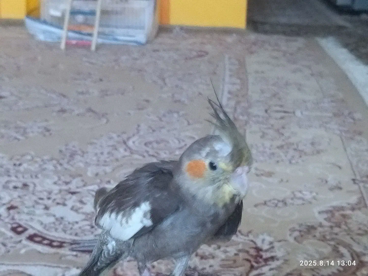 عروس هلندی سخنگو|پرنده|کاشان, فاز ۲ ناجی آباد|دیوار