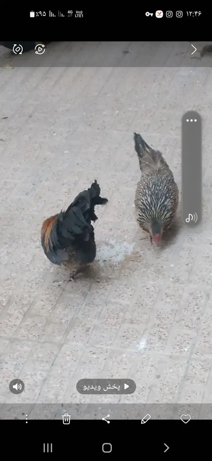 مرغ و خروس مینیاتور ی|حیوانات مزرعه|تهران, جوادیه|دیوار