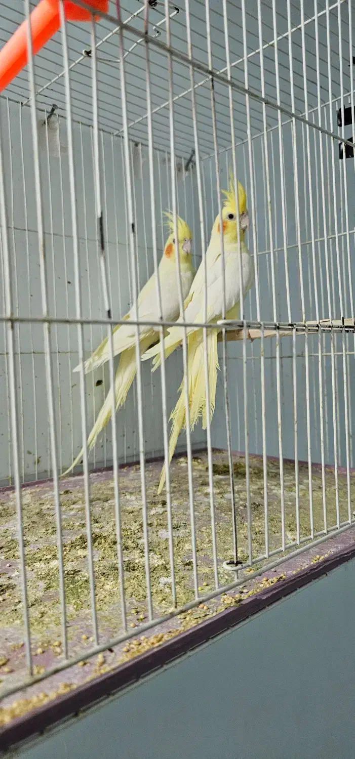 عروس هلندی|پرنده|تربت جام, المهدی|دیوار